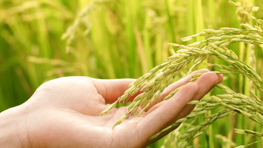 Muskan Overseas Rice Mill