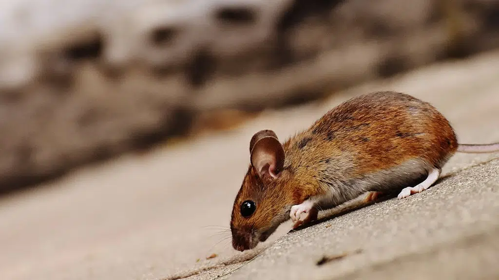 A S Pest Management Services