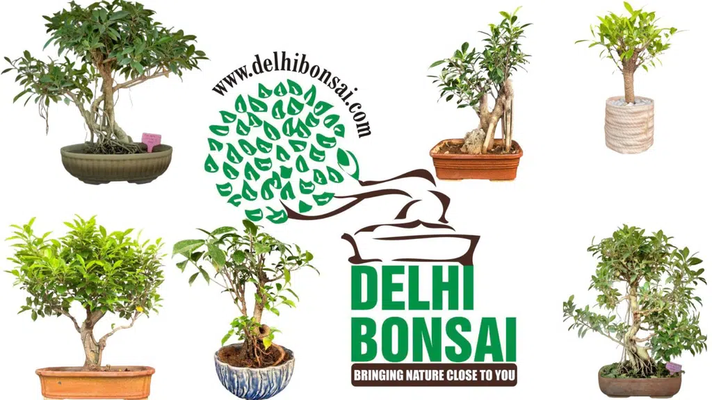 Delhi Bonsai