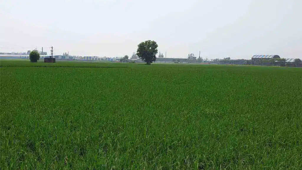 Shree Krishna Rice Mills