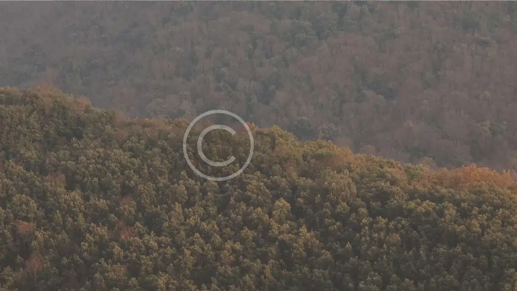 Punjab Timber