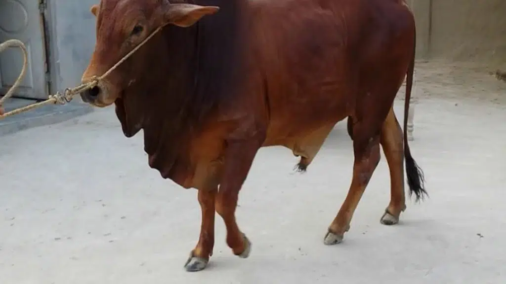 Red Sindhi - Desi Cow