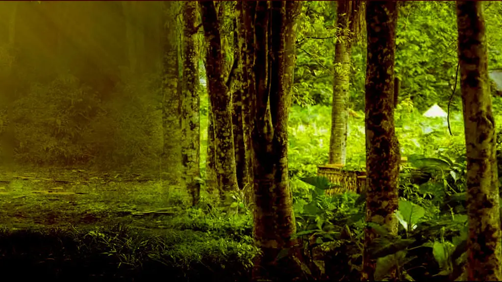 Agarwoods Kerala Gujarat Plantations