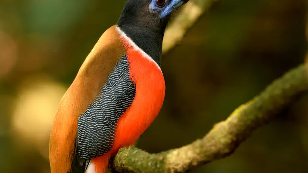 Mugilu