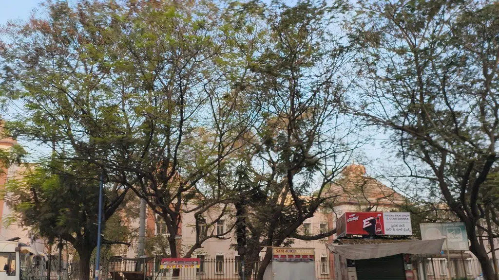 Irani Chai