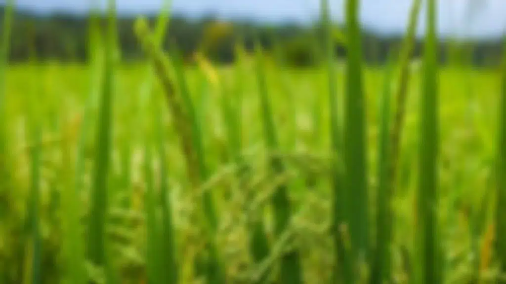 Khosla Grains Private Limited