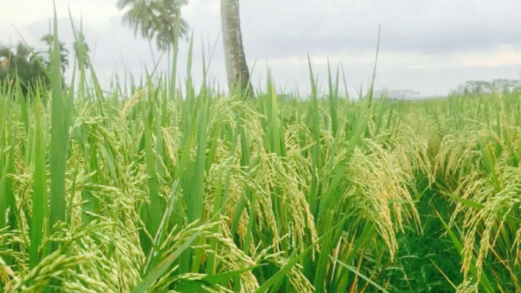 Nawaab Rice