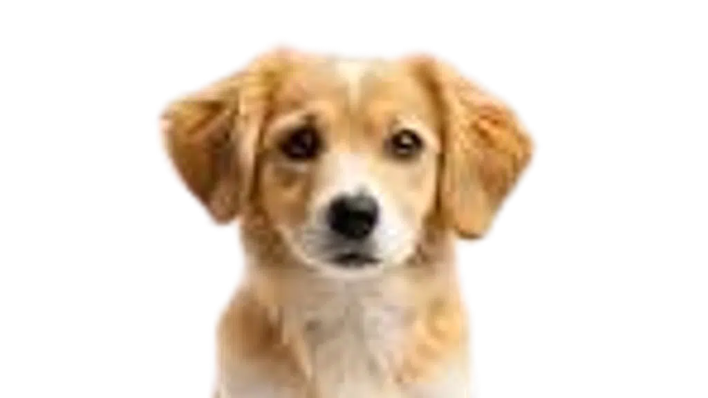 SLN Pets Funeral Services