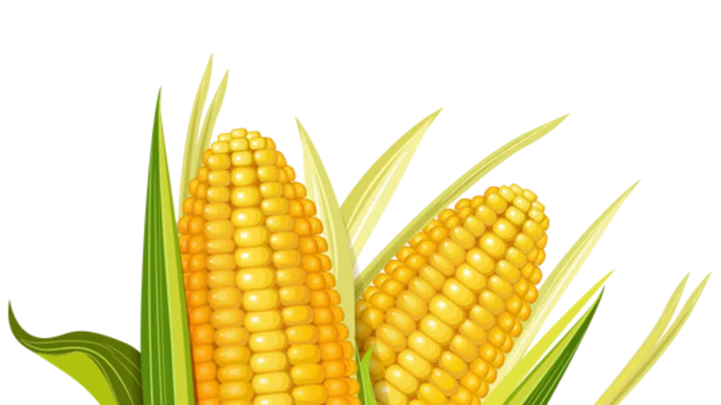 Corn Club