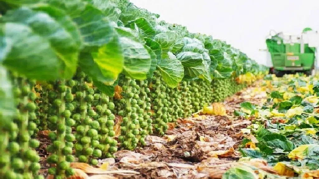 Kesarinandana Agri Genetic