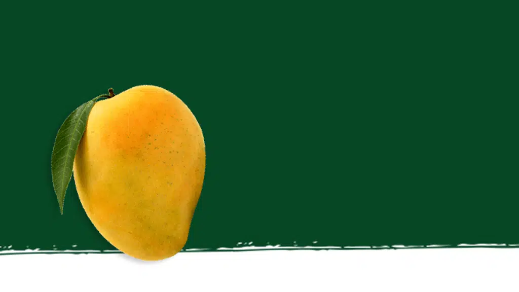 Mangoes Mumbai