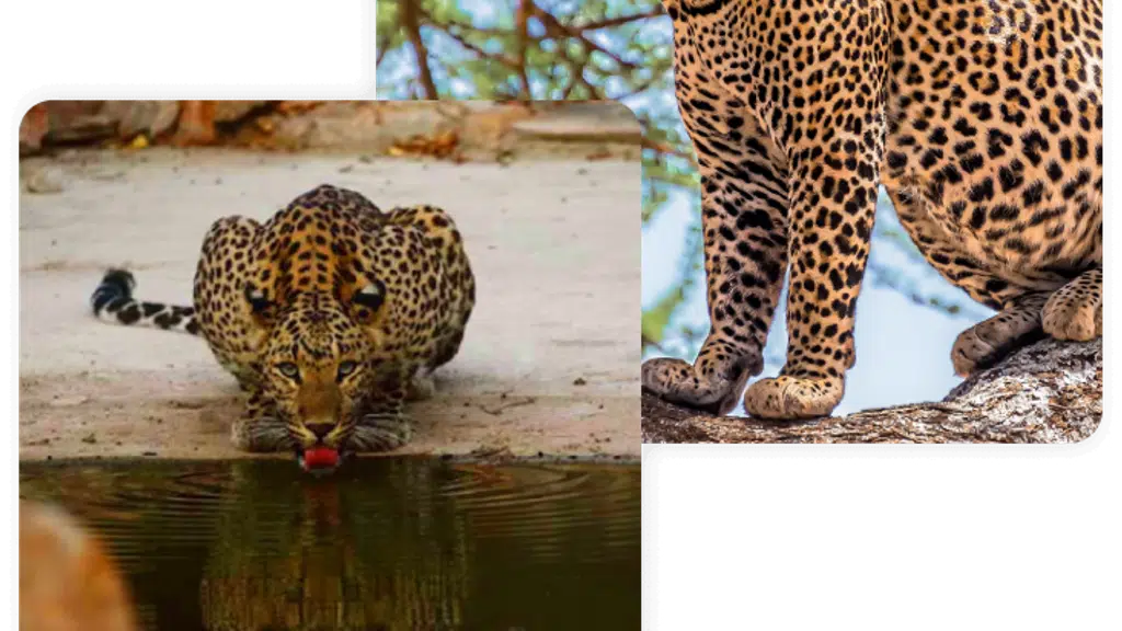 Jhalana Panther Safari