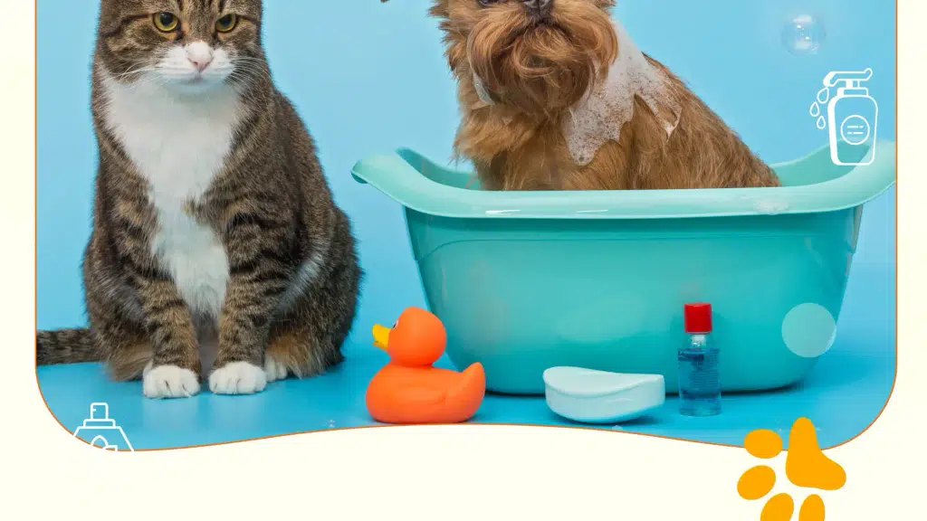 Beauty of pets