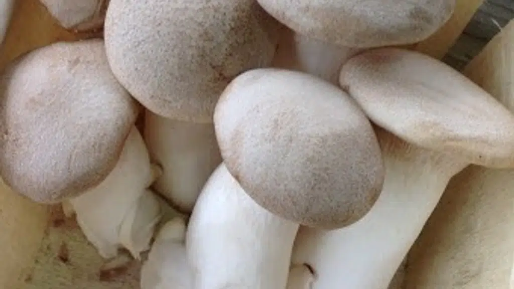 The Mushroom Co, Mumbai