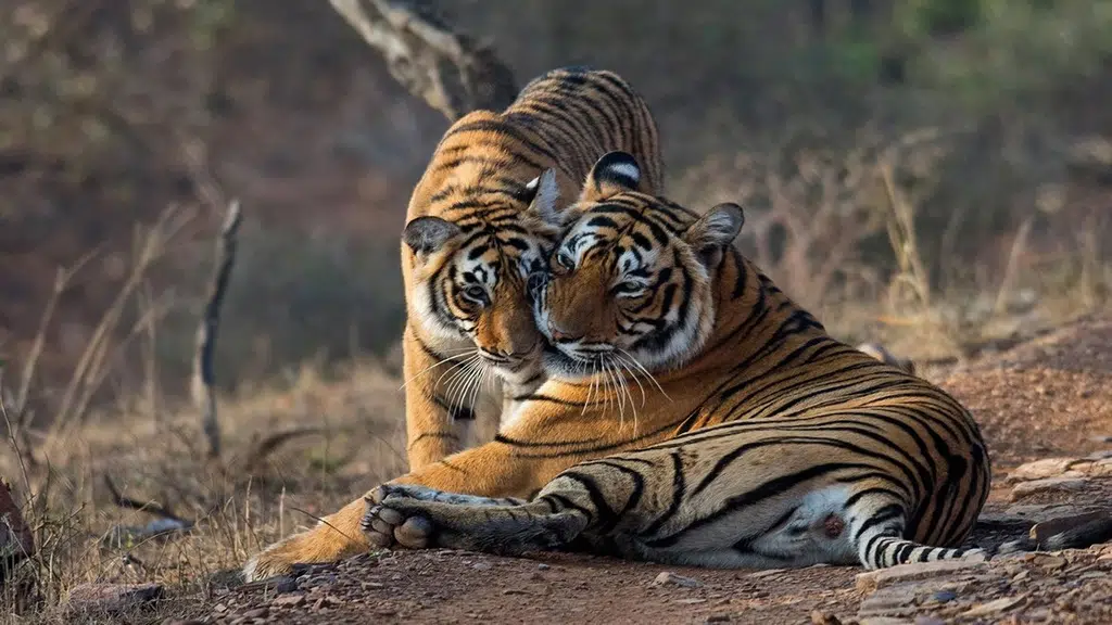 Ranthambore National Park