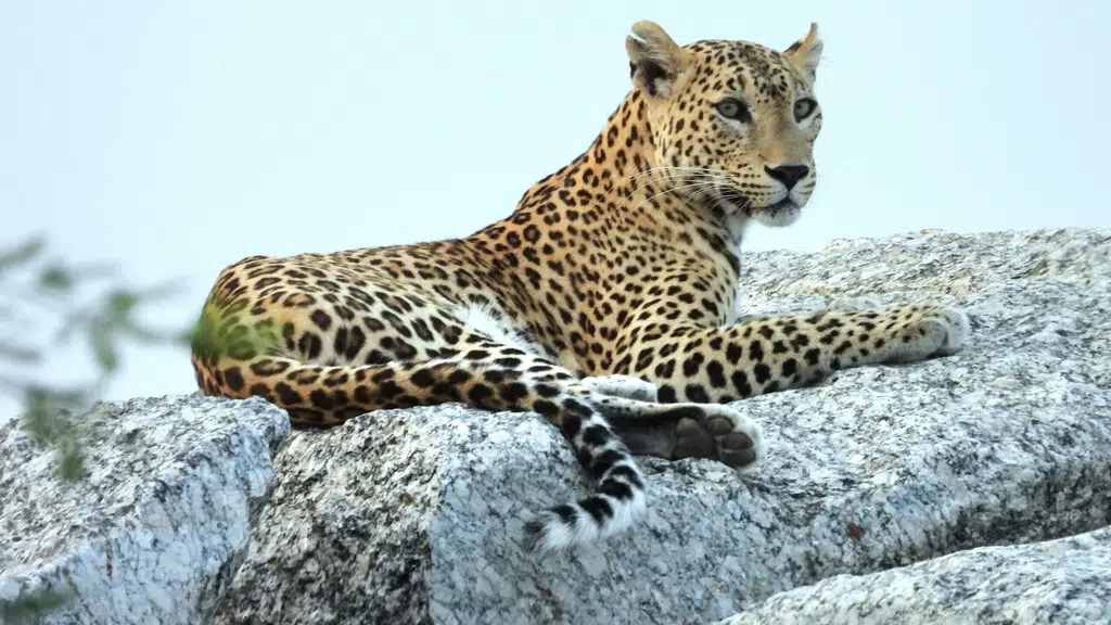 Jawai Master Safari