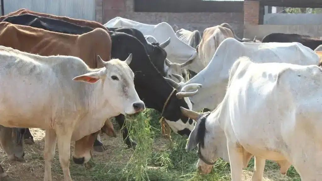 Pashupati Kalyan Parishad