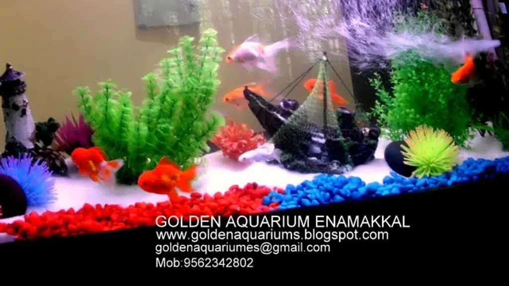 Golden Aquarium Enamakkal