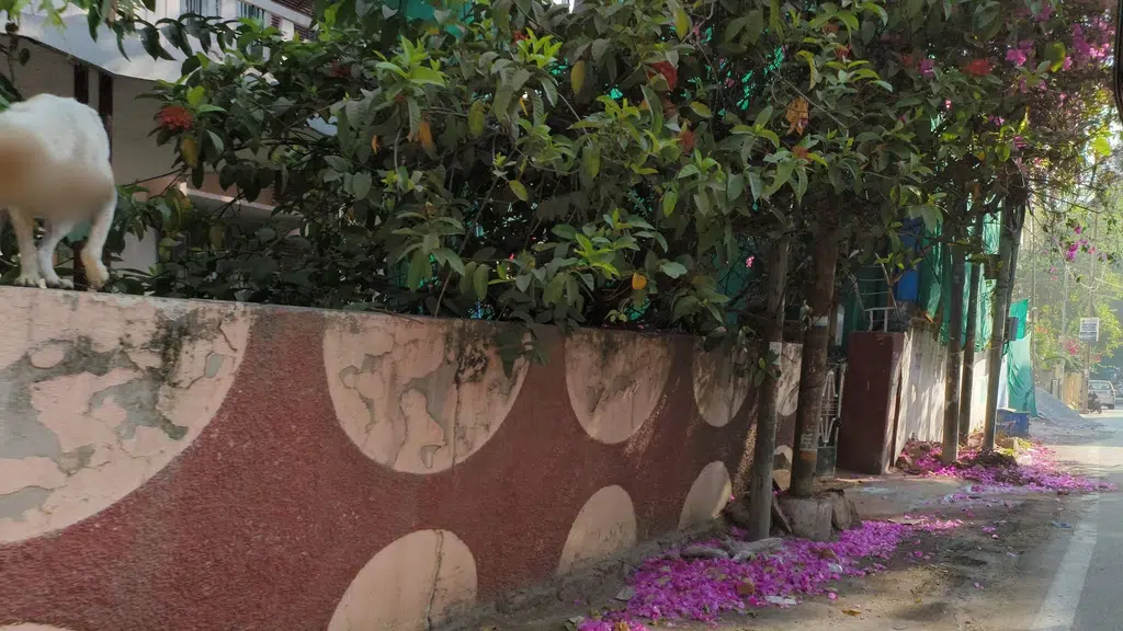 Raghavendra Medical and General Stores