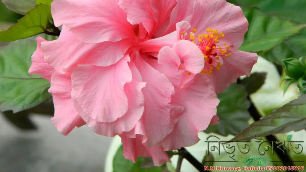 N. N. Nursery