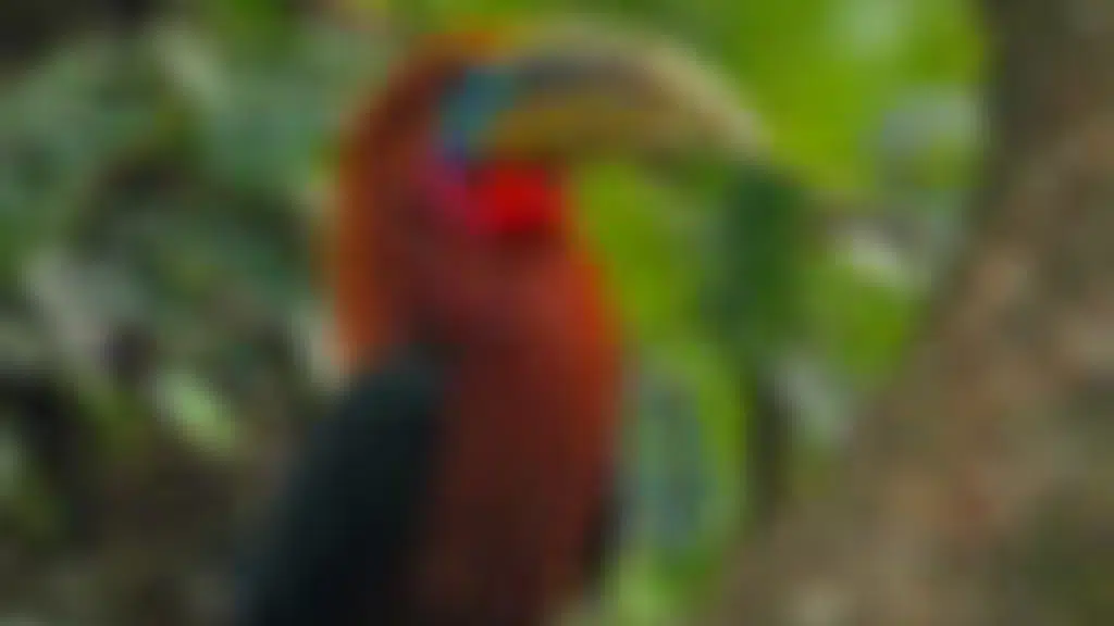 Jungle Travels Pvt. Ltd.