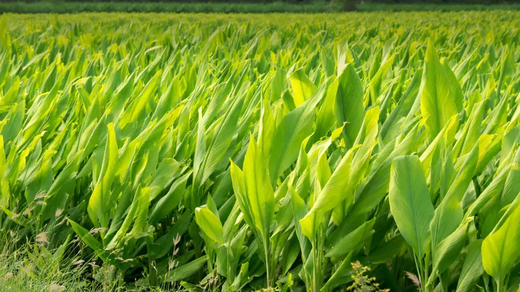 Nani Agro Foods P Ltd.