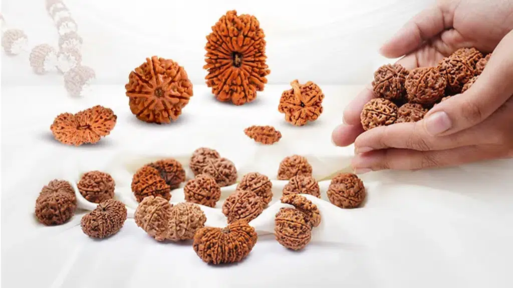 Chakra Yog - Rudraksha Ratna