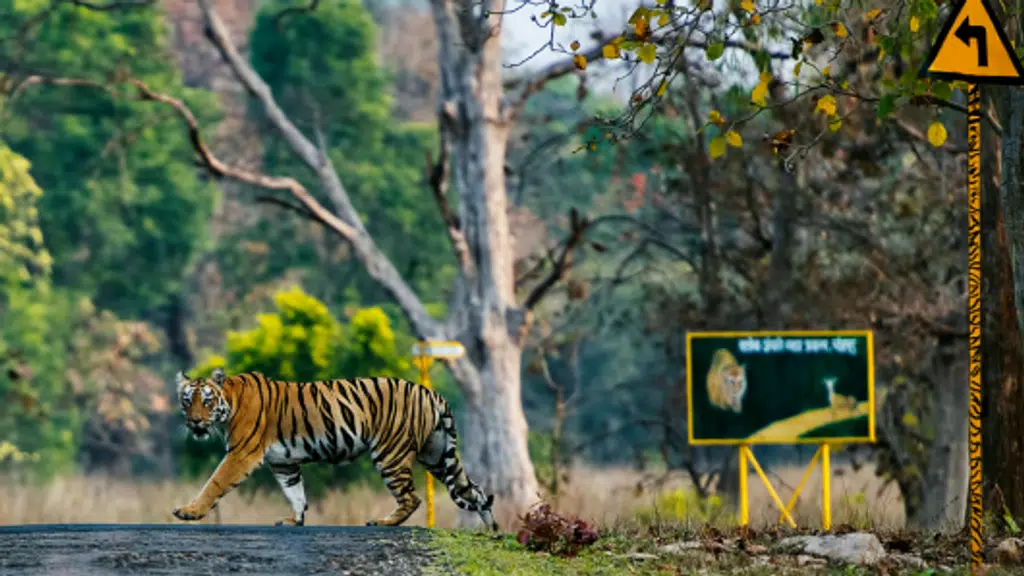Ideal Jungle Safaris