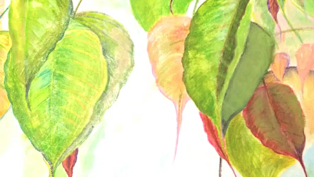 Dhamma Sudha