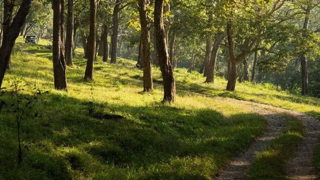 The Deer Meadows