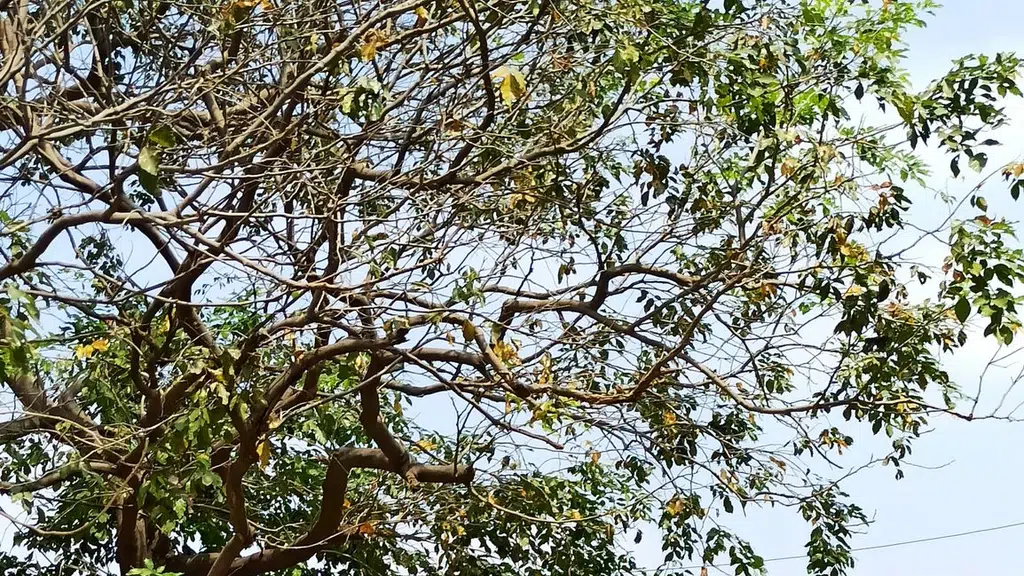 Golden Paradise