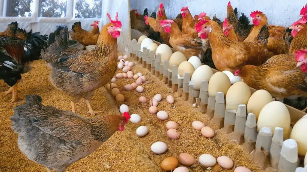 OrEggs
