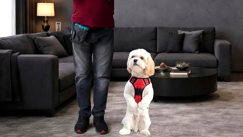 Dog Partners