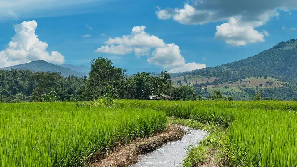 Indo Us Agriseeds Limited