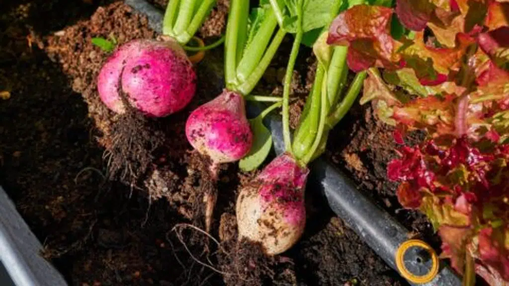 Happy Gardens - Vegetable Terrace Garden