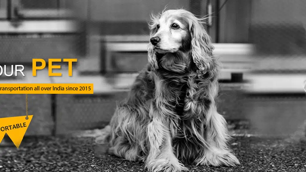 Petscort India