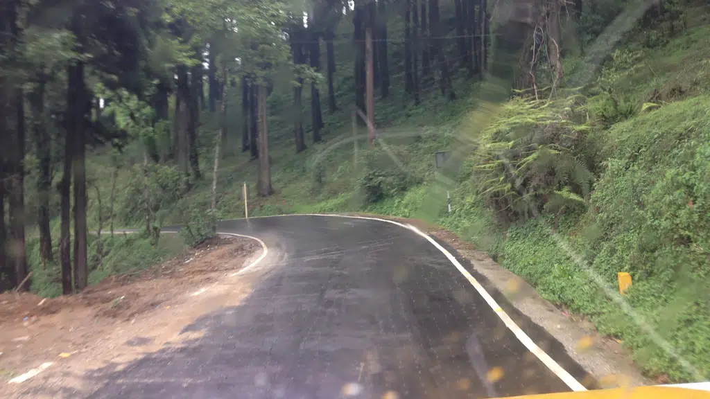 Pine forest