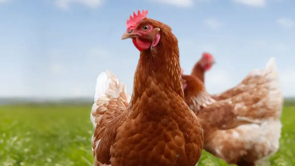 De Heus Animal Nutrition India