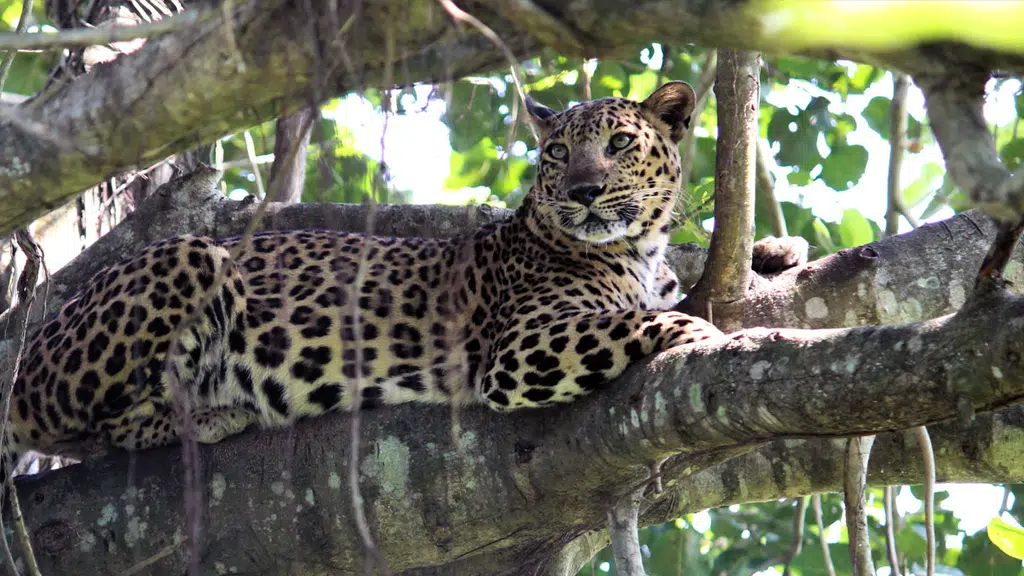 Nandankanan Zoological Park, BBSR