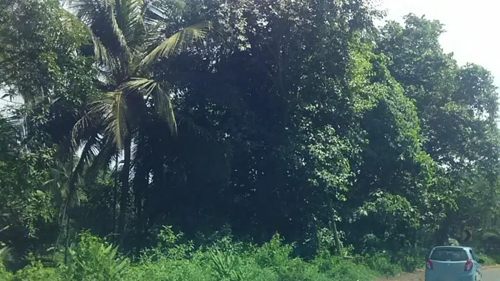 Makkoottam AMUPS