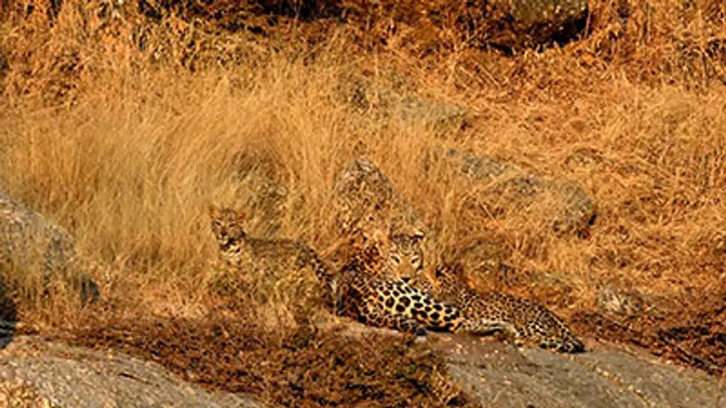 Leopard's Lair Jungle Lodge