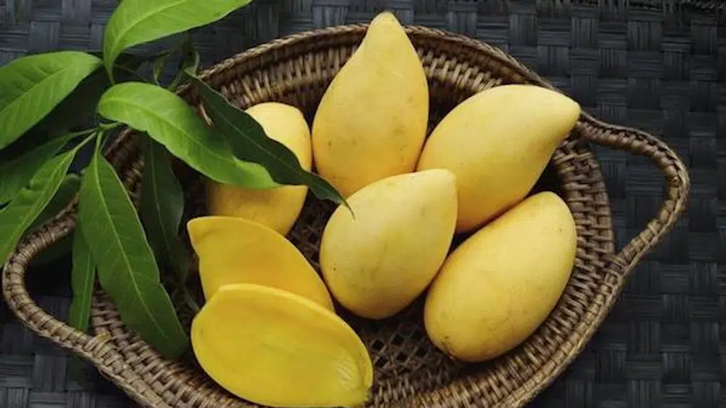 Natural Mangoes Cuddalore