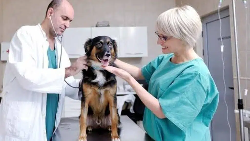 Pet Health Care
