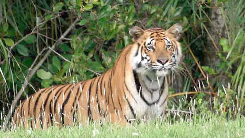 Sunderban National Park