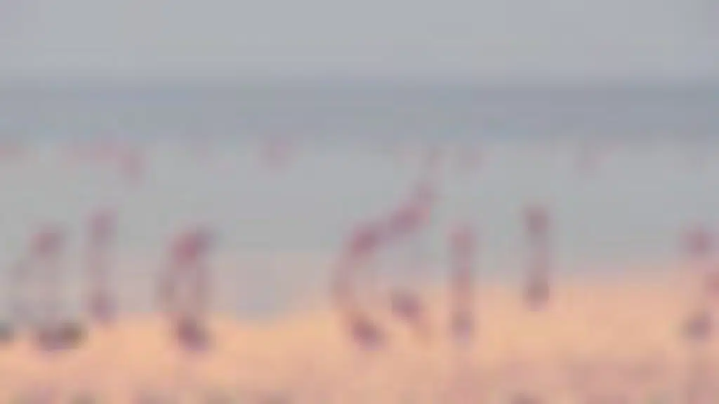Pulicat Lagoon