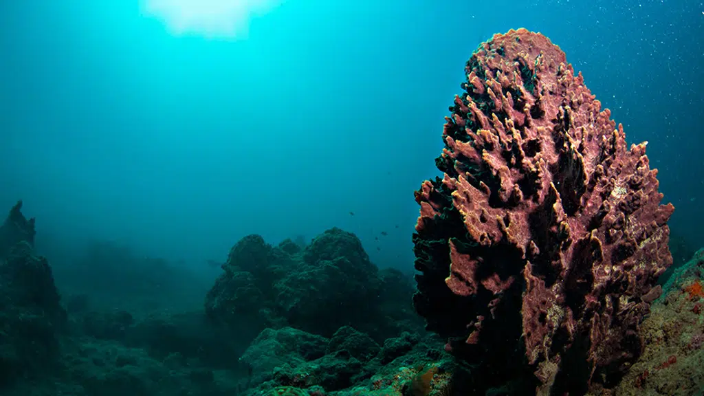 Andaman Bubbles Dive Center