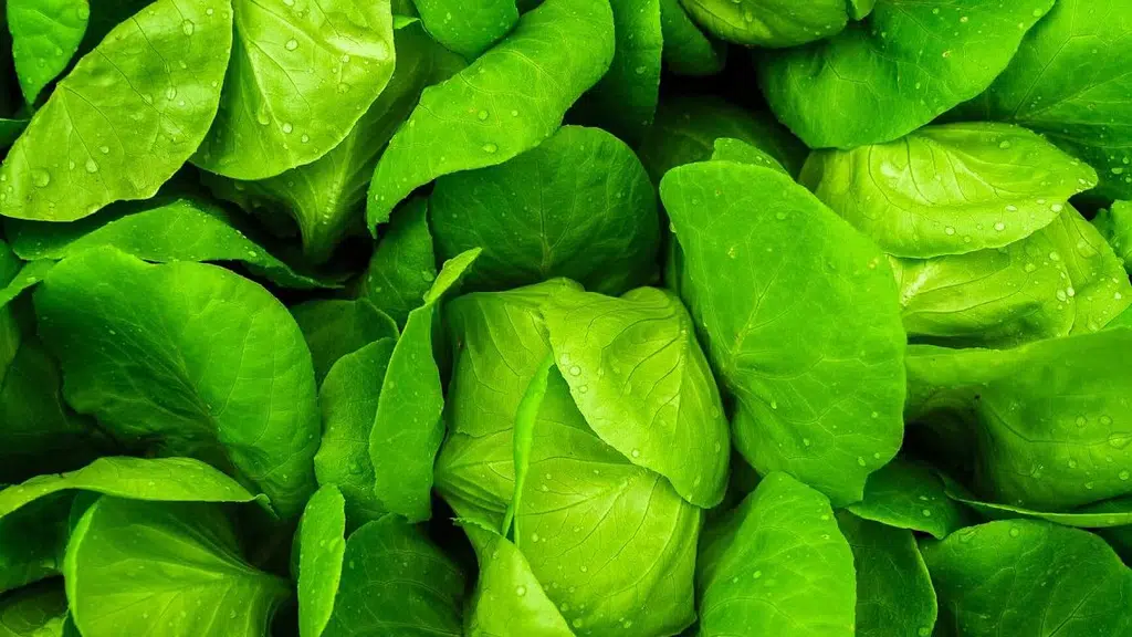 Amruth Organic Fertilizers