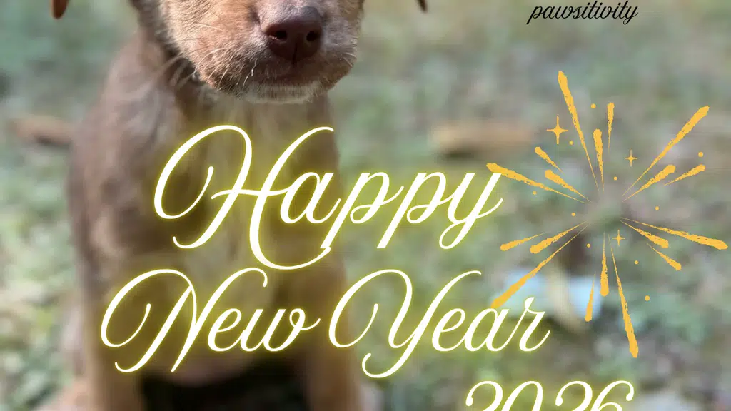 Kalimpong & Darjeeling Goodwill Animal Shelter