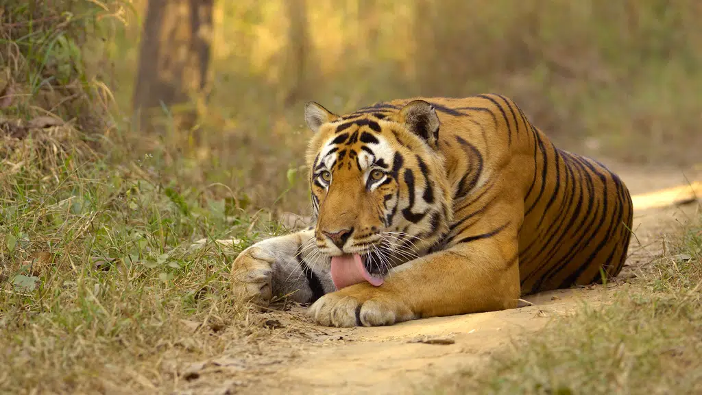 Shergarh Tented Camp