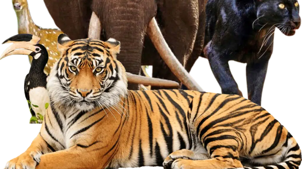 Shikra jungle Resort